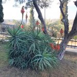 Plant in Gethsemane
