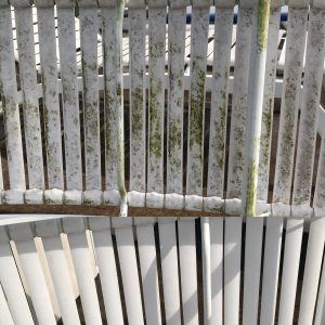www.redneckrhapsody.com Backyard Spring 2018 scrubbing whit lounger chair that were green, now back to white.