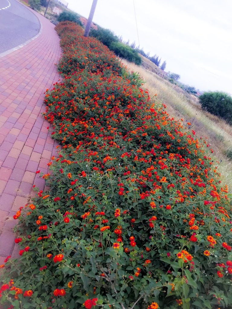 Northern Galilee makes me happy because of the fiery red and orange lantana.
