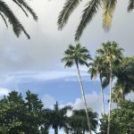 www.redneckrhapsody.com Beautiful palms, sky with clouds at the TN Summer 2018 FL