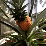 www.redneckrhapsody.com Fresh homegrown pineapple in FL.