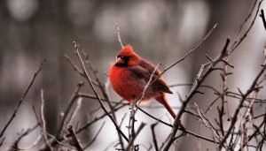 www.redneckrhapsody.com winter cardinal