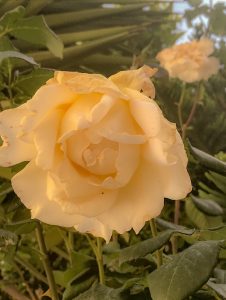 www.redneckrhapsody.com A yellow rose with a perfect bloom.