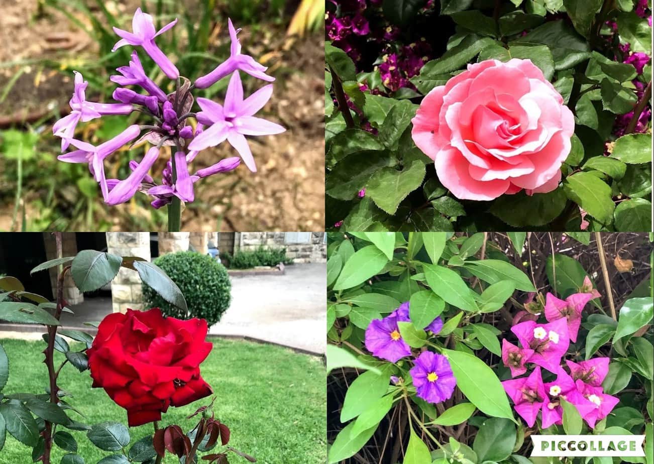 www.redneckrhapsody.com A collage of flowers- Roses - red & pink, bougainvillea in a bright fuchsia, then several other flowers that are shades of purple and lavender that I am unsure of their variety.