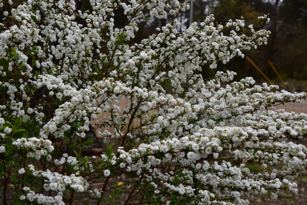 www.redneckrhapsody.com Bridal Wreath Bush in full bloom - Thousands of tinny white blooms.