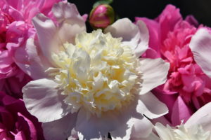 www.redneckrhapsody.com Peonies - White and Hot Pink. They showed out this year!