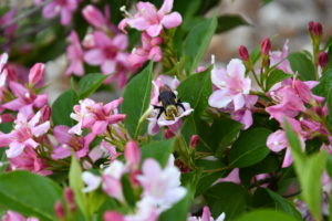 www.redneckrhapsody.com Bumble Bee landing and eating from a Weigela bush that is completely bloom in various shades of pink.