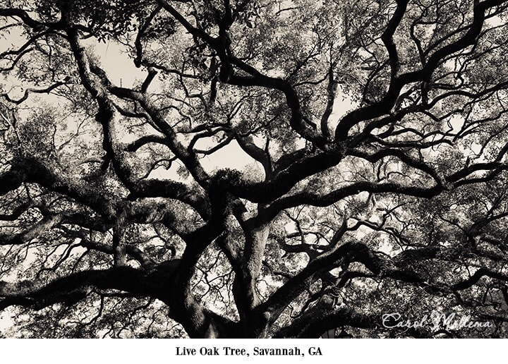 www.redneckrhapsody.com The picture captures a huge, beautiful Live Oak from Savannah, GA