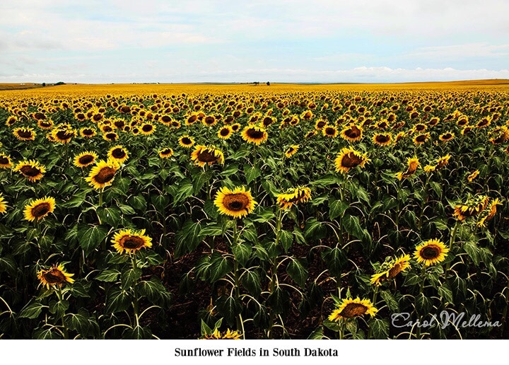 www.redneckrhapsody.com Sunflower fields in South Dakota.
