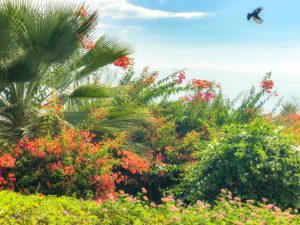 www.redneckrhapsody.com View from Mt. of Beatitudes - Beautiful bougainvillea, lantana and palms - with a dove in flight.