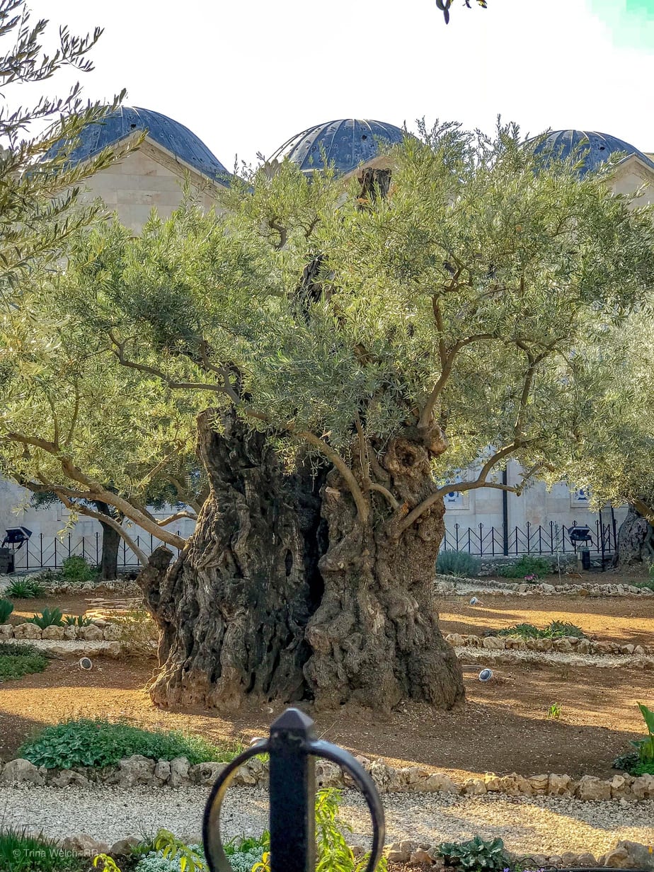 www.redneckrhapsody.com Thousand's of years old olive tree in the Garden of Gethsemane 