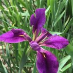 www.redneckrhapsody.com Dark Purple Iris