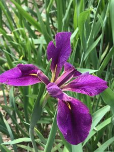 www.redneckrhapsody.com Dark Purple Iris
