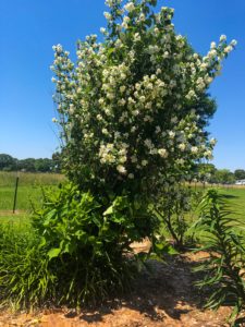 www.redneckrhapsody.com Varieties are blooming- White bush with hibiscus & lilies
