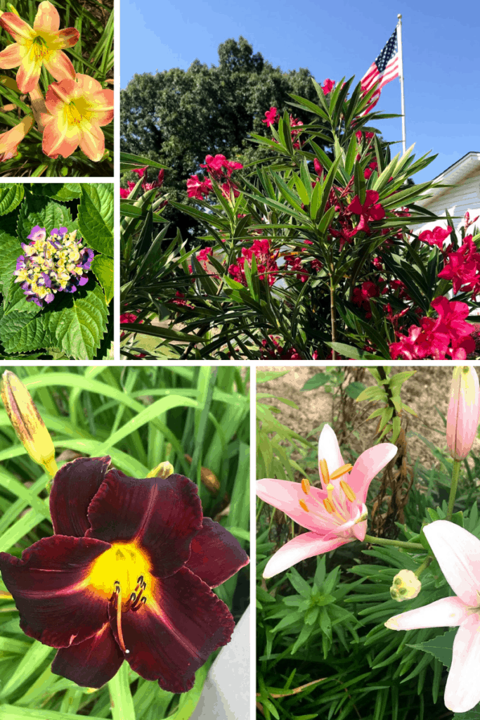 Flower Blooms - Daylilies - Apricot and deep rust, pink lily, hydrangea, oleander and American Flag