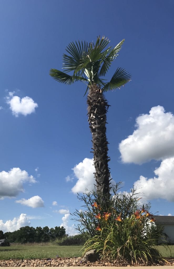 Windmill Palm tree with day-lilies and Mexican petunias