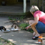 Trina offering treats to the wild abandon cats.