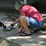 Trina petting the wild abandoned cats.