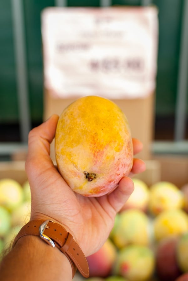 Hand holding a mango that's perfect for terrific tropical salsa recipe.