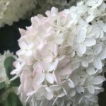 Enjoying Boston Basics - Beautiful flowers