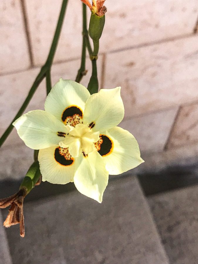 Beautiful flower blooming at Baha’i Garden in Haifa, Israel.